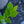 Load image into Gallery viewer, Duke Highbush Blueberry