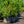 Load image into Gallery viewer, Duke Highbush Blueberry