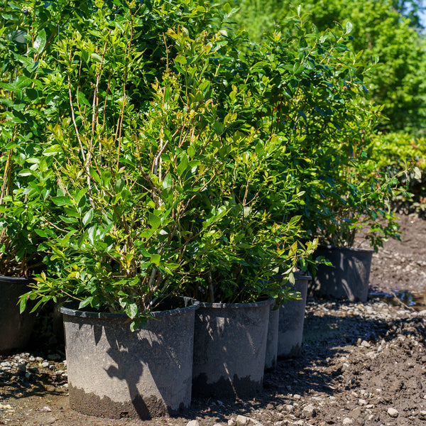 Duke Highbush Blueberry