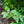Load image into Gallery viewer, Duke Highbush Blueberry