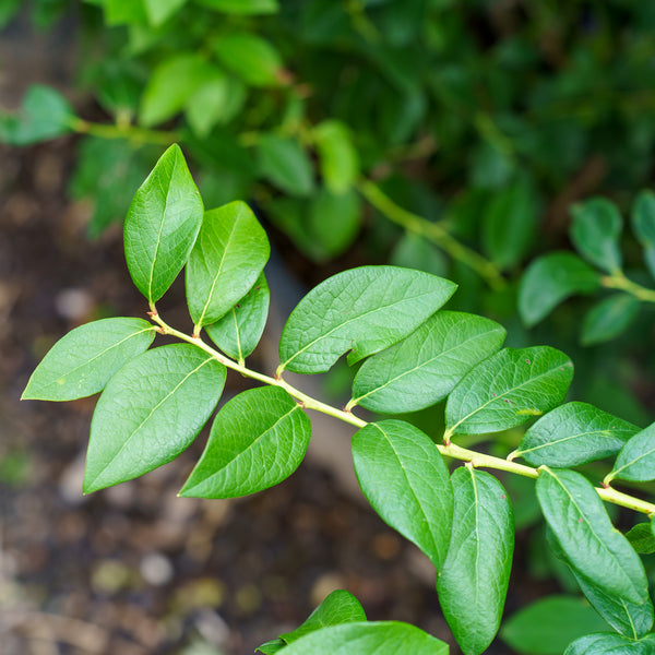 Duke Highbush Blueberry