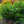 Load image into Gallery viewer, Duke Highbush Blueberry