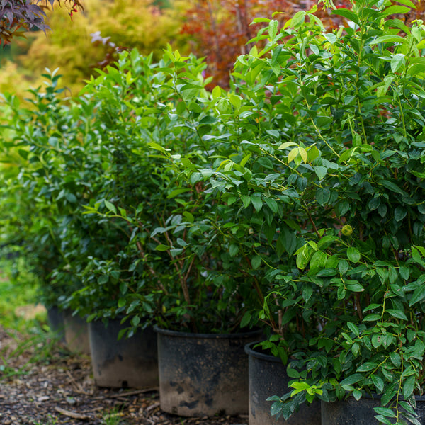 Duke Highbush Blueberry