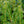 Load image into Gallery viewer, Duke Gardens Japanese Plum Yew - Yew - Conifers