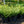 Load image into Gallery viewer, Duke Gardens Plum Yew