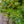 Load image into Gallery viewer, Duke Gardens Japanese Plum Yew - Yew - Conifers
