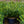 Load image into Gallery viewer, Duke Gardens Japanese Plum Yew - Yew - Conifers
