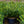 Load image into Gallery viewer, Duke Gardens Japanese Plum Yew - Yew - Conifers
