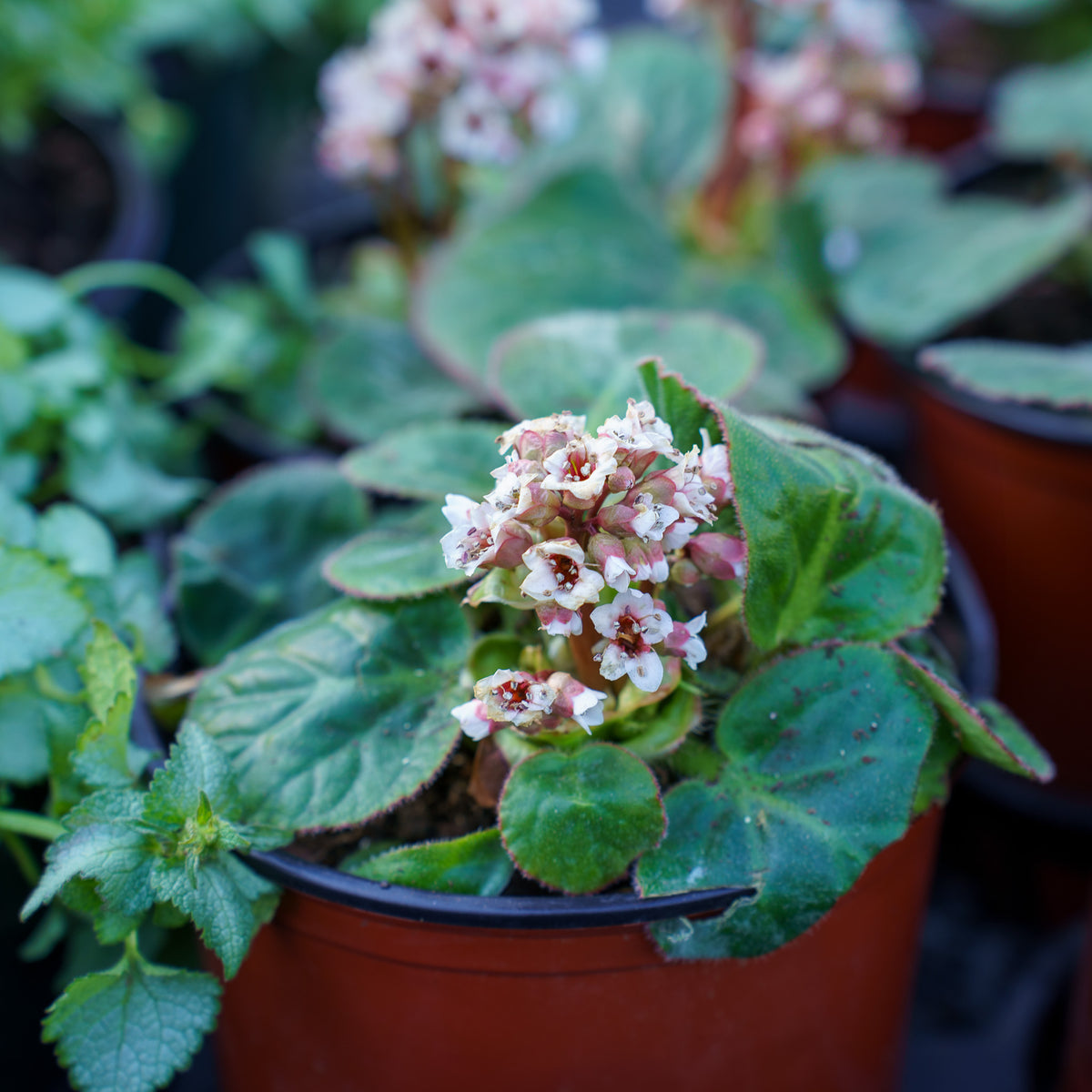dumbo succulent Dumbo Bergenia – Plant Detectives