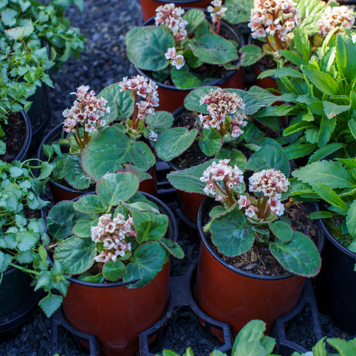 dumbo succulent Dumbo Bergenia – Plant Detectives