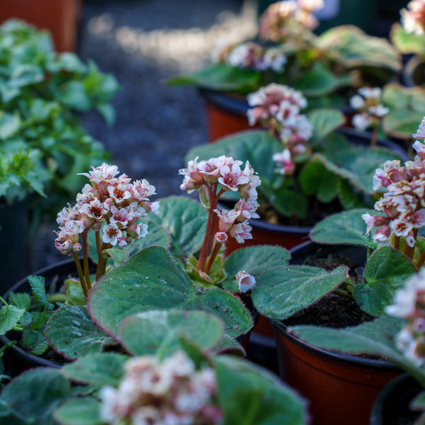 Dumbo Bergenia