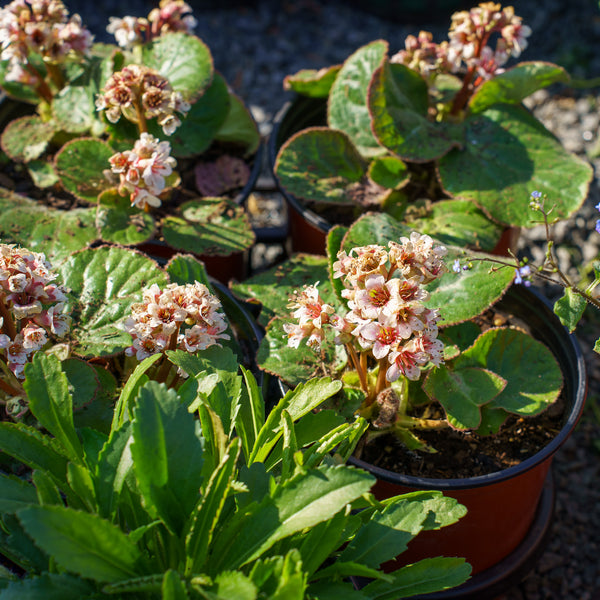 Dumbo Bergenia