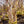 Load image into Gallery viewer, Dura Heat River Birch - Birch - Shade Trees
