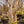 Load image into Gallery viewer, Dura Heat River Birch - Birch - Shade Trees