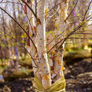 Dura Heat River Birch - Birch - Shade Trees