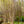 Load image into Gallery viewer, Dura Heat River Birch - Birch - Shade Trees