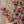 Load image into Gallery viewer, Dusky Maiden Smokebush