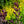 Load image into Gallery viewer, Dusky Maiden Smokebush