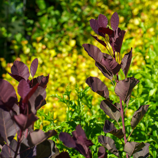 Dusky Maiden Smokebush