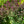 Load image into Gallery viewer, Dusky Maiden Smokebush