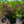 Load image into Gallery viewer, Dusky Maiden Smokebush