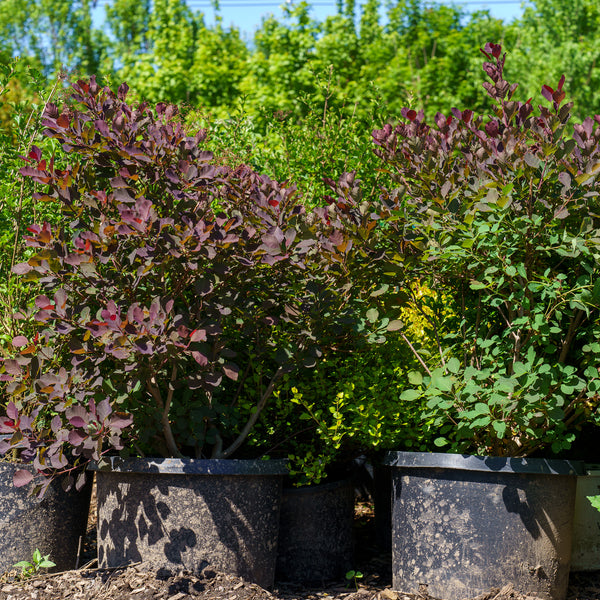 Dusky Maiden Smokebush