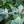 Load image into Gallery viewer, Dusty Miller