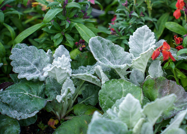 Dusty Miller 4 Inch Pot
