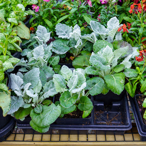 Dusty Miller 4 Inch Pot