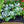 Load image into Gallery viewer, Dusty Miller