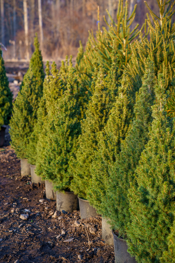 Dwarf Alberta Spruce