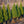 Load image into Gallery viewer, Dwarf Alberta Spruce
