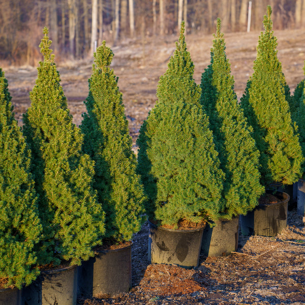 Dwarf Alberta Spruce