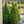 Load image into Gallery viewer, Dwarf Alberta Spruce - Spruce - Conifers
