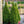 Load image into Gallery viewer, Dwarf Alberta Spruce - Spruce - Conifers