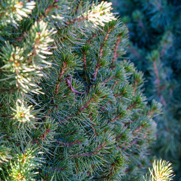 Dwarf Alberta Spruce - Spruce - Conifers