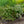 Load image into Gallery viewer, Compact Winged Euonymus