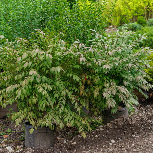 Compact Winged Euonymus