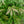 Load image into Gallery viewer, Compact Winged Euonymus