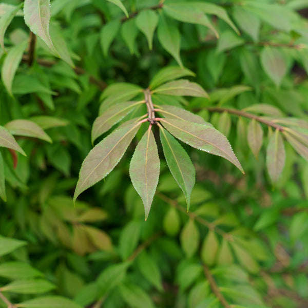 Compact Winged Euonymus