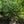 Load image into Gallery viewer, Compact Winged Euonymus