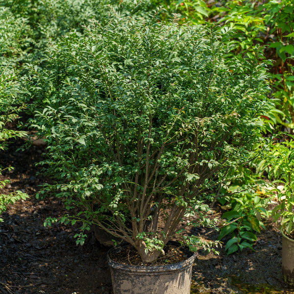Compact Winged Euonymus