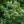 Load image into Gallery viewer, Compact Winged Euonymus