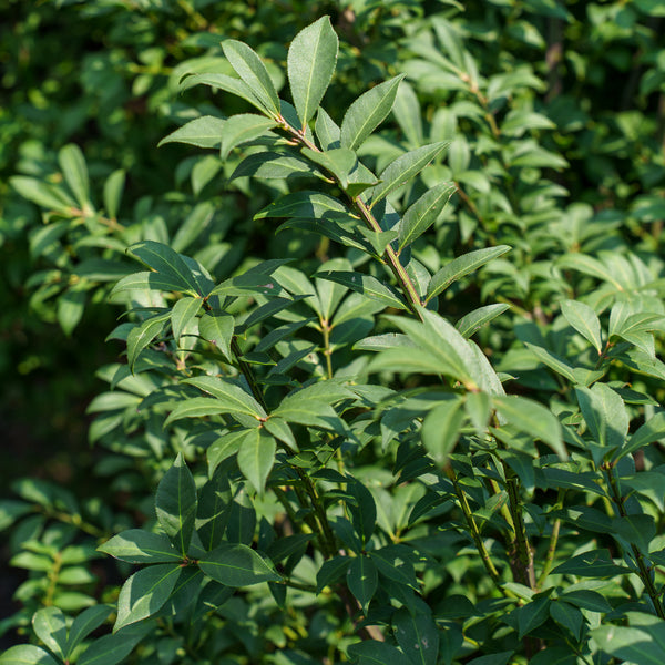Compact Winged Euonymus