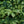 Load image into Gallery viewer, Compact Winged Euonymus