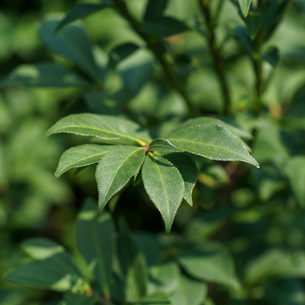 Compact Winged Euonymus