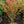 Load image into Gallery viewer, Compact Winged Euonymus