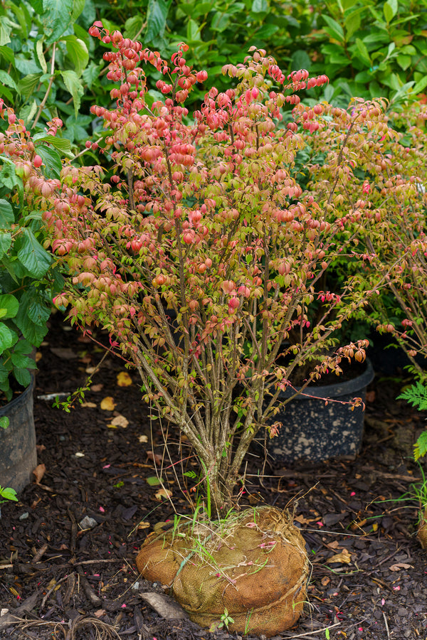 Compact Winged Euonymus
