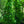 Load image into Gallery viewer, Dwarf Columnar Hornbeam - Hornbeam - Shade Trees