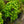 Load image into Gallery viewer, Dwarf Columnar European Hornbeam